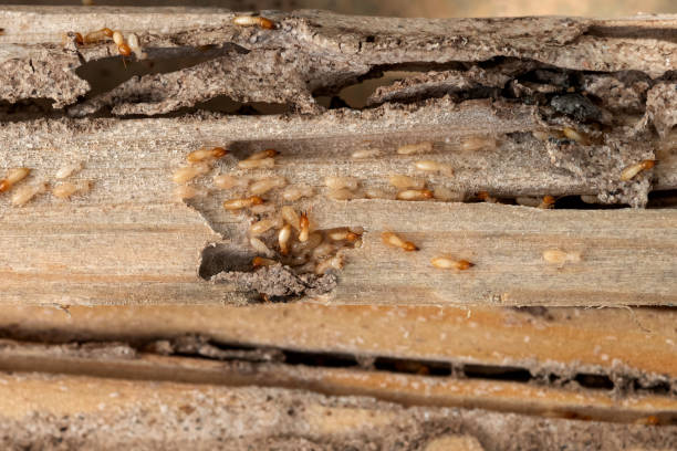 Best Exterminator Services  in Hudson Bend, TX