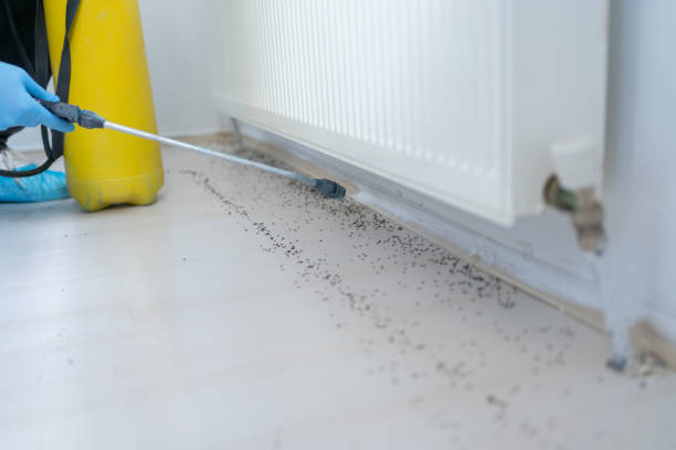 Best Local Pest Control Services  in Hudson Bend, TX