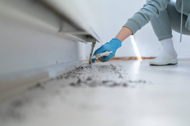 Best Rat Extermination Near Me  in Hudson Bend, TX